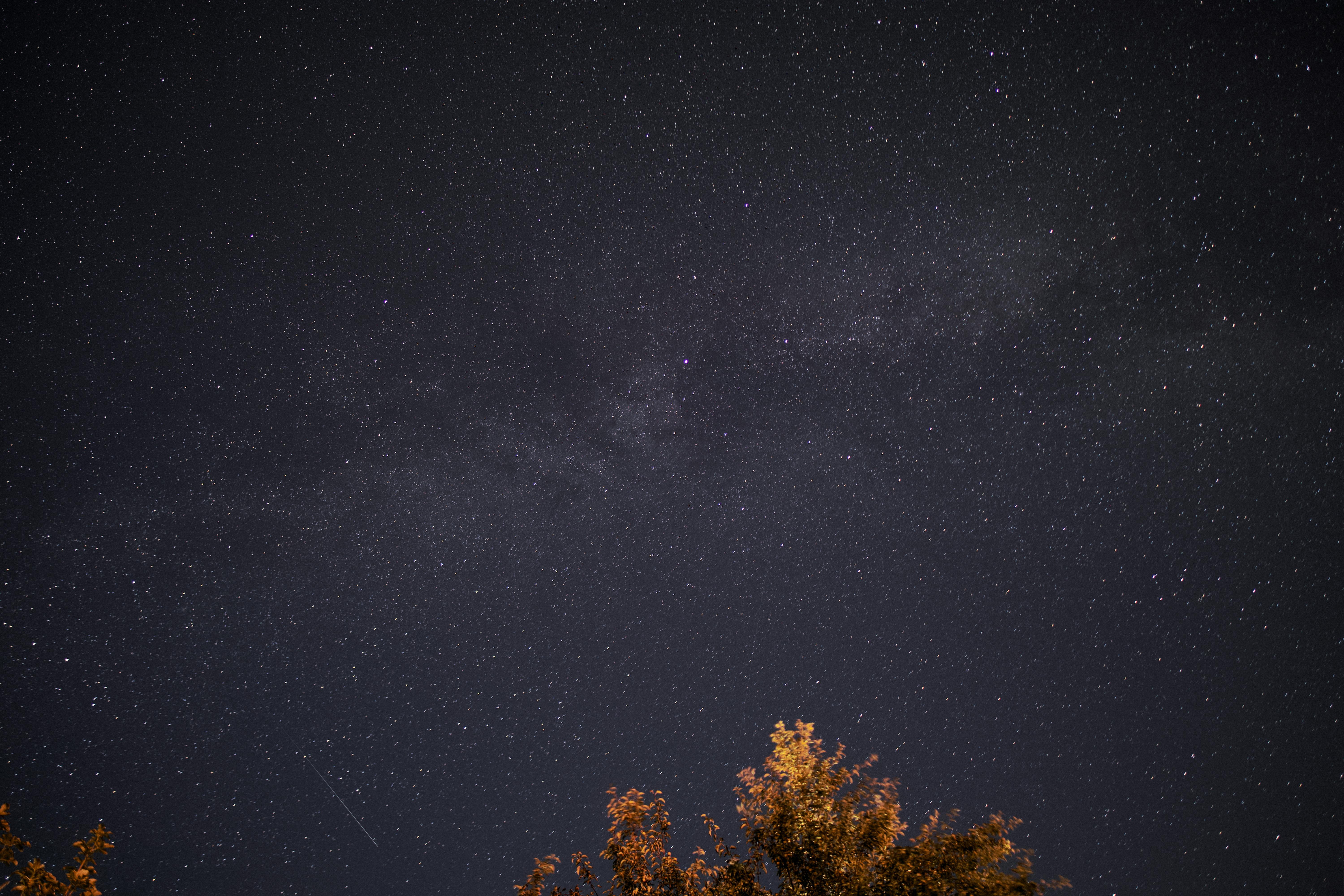 A breathtaking view of the star-studded night sky with the Milky Way above silhouetted tree tops.